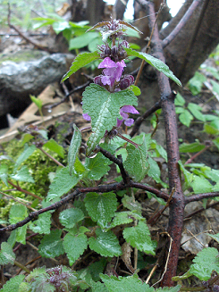 Lamium maculatum